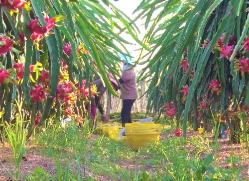 Lợi thế cạnh tranh từ trái cây đặc sản